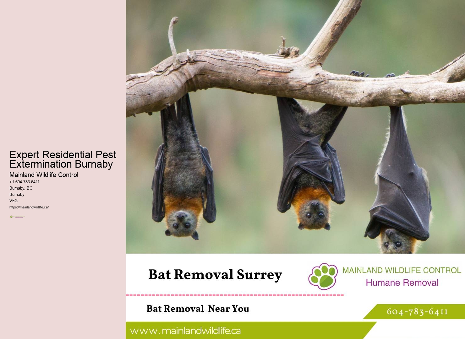 Eco-Sensitive Pest Control Solutions Burnaby