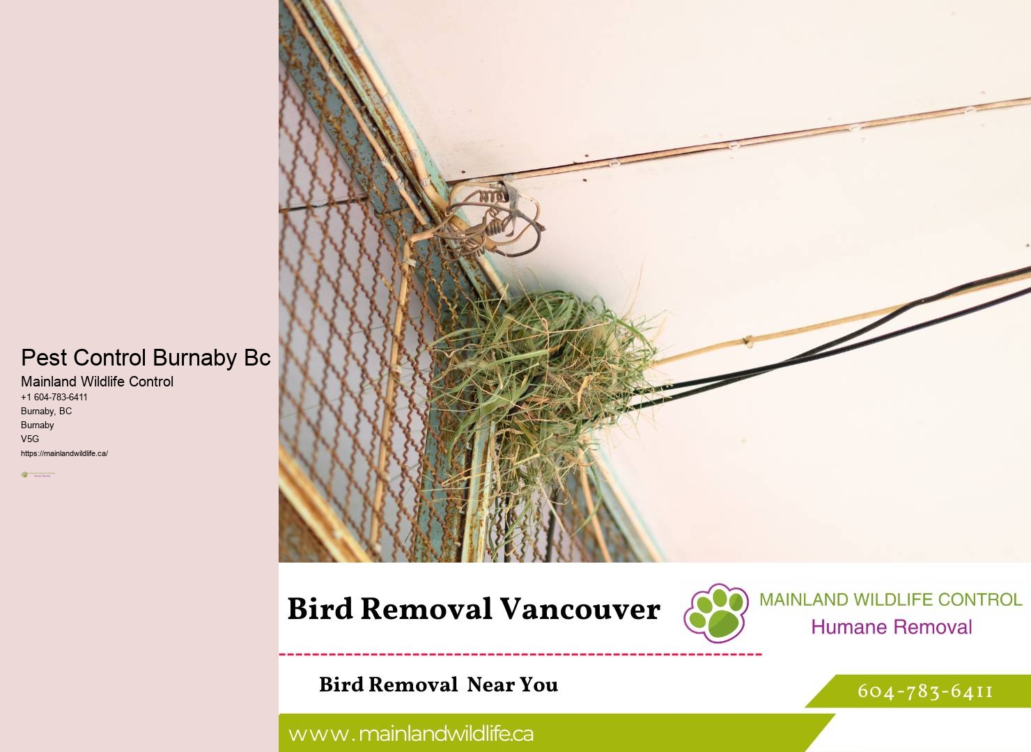 Eco-Sensitive Pest Control Solutions Burnaby