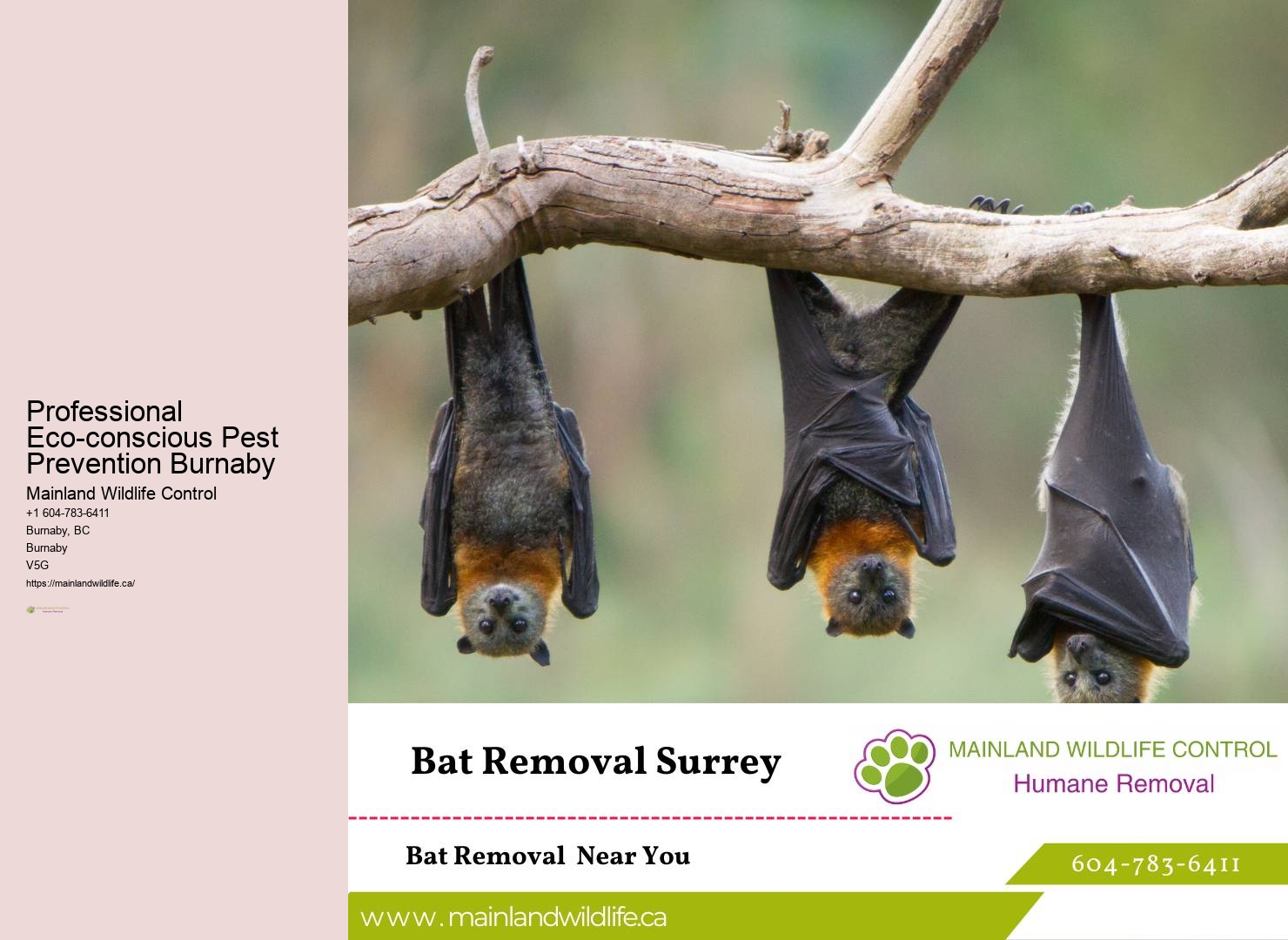 Best-in-class Pest Control Services Burnaby