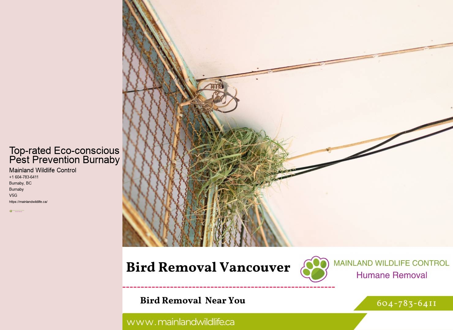 Affordable Commercial Pest Eradication Burnaby
