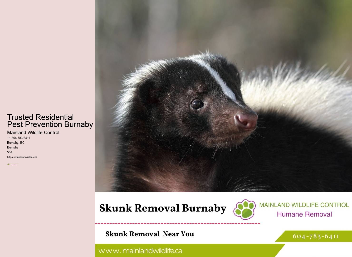 Affordable Commercial Pest Removal Burnaby